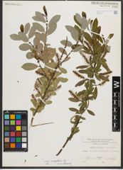 Foto von Salix triandra subsp. amygdalina (L.) Schübl. & G. Martens